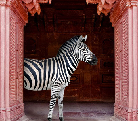 Image of  'Zebras Apartment is Coral Pink' featuring a funky zebra in a beautiful pink doorway. Shop our Funky Jungle collection.