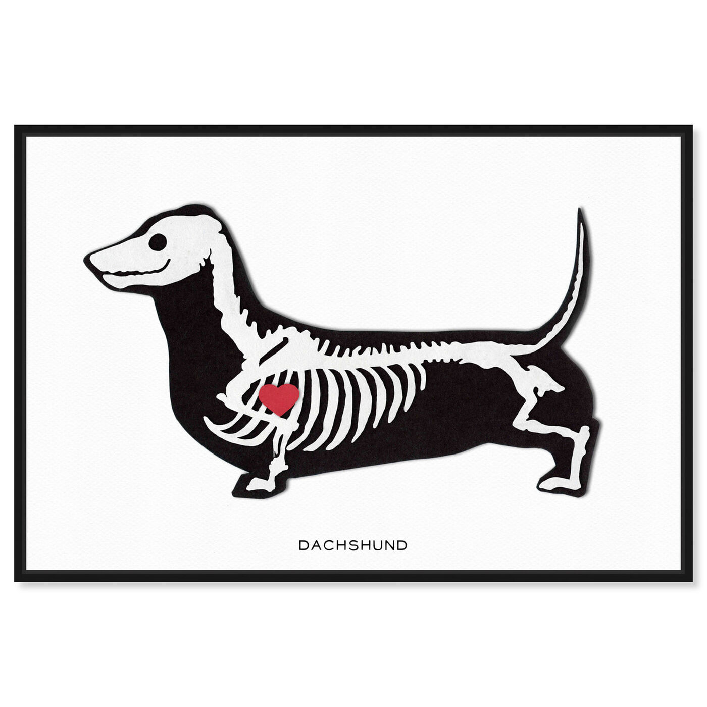 Front view of Dachshund Xray featuring animals and dogs and puppies art.