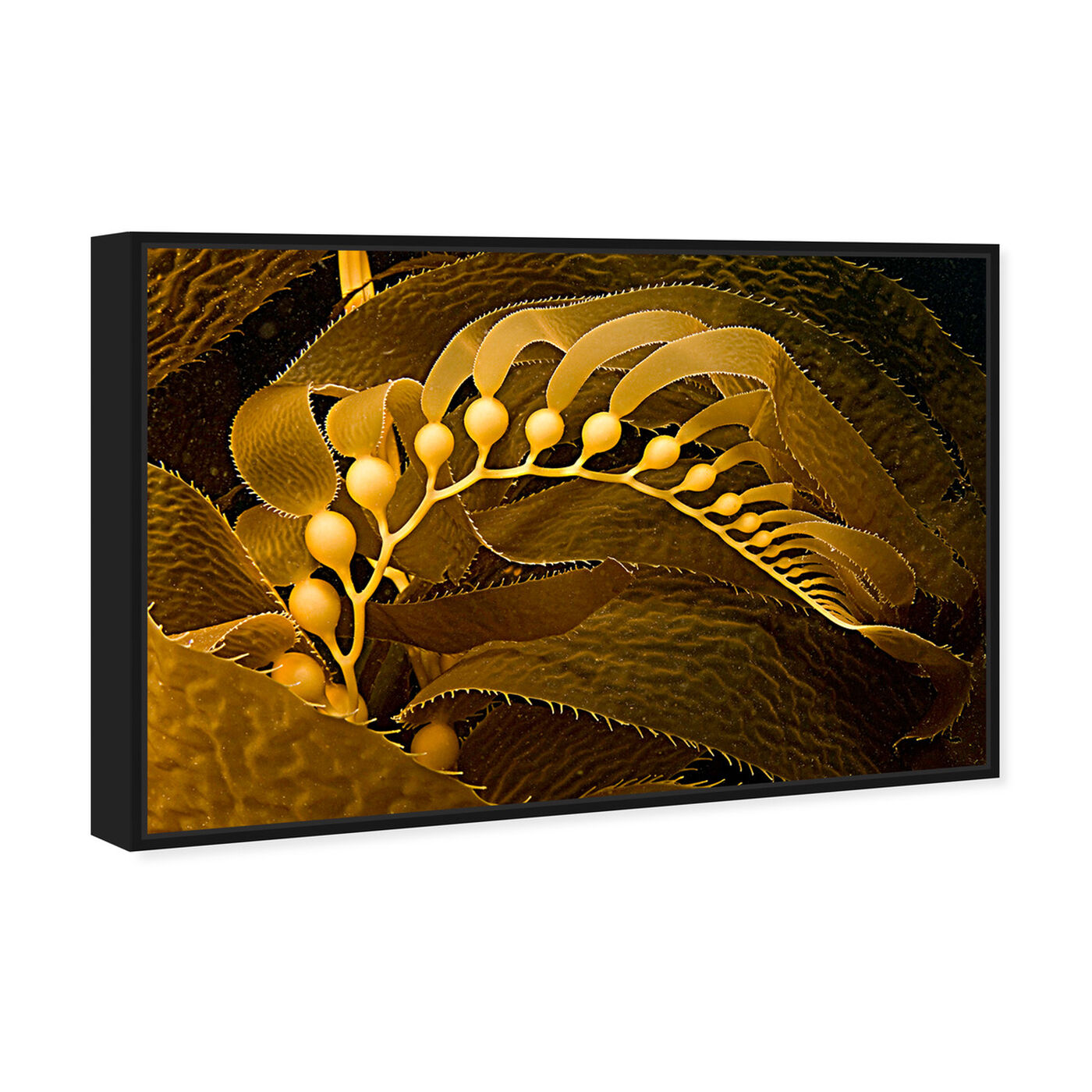 Angled view of Giant Kelp by David Fleetham featuring nautical and coastal and marine life art.