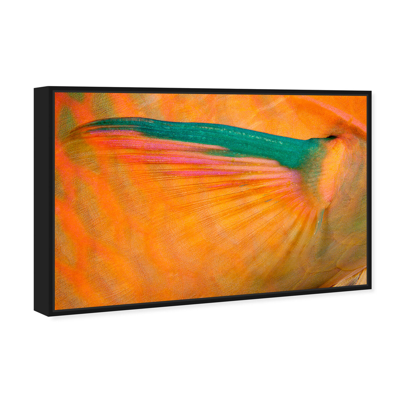 Angled view of Three Color Parrotfish by David Fleetham featuring animals and sea animals art.