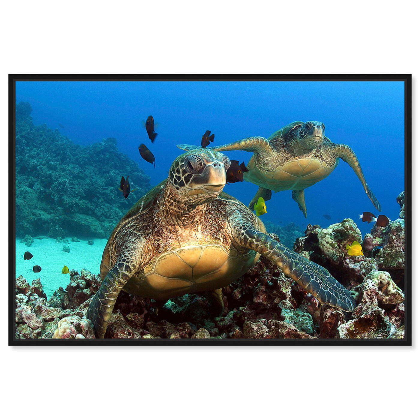 Front view of Two Green Sea Turtle by David Fleetham featuring animals and sea animals art.