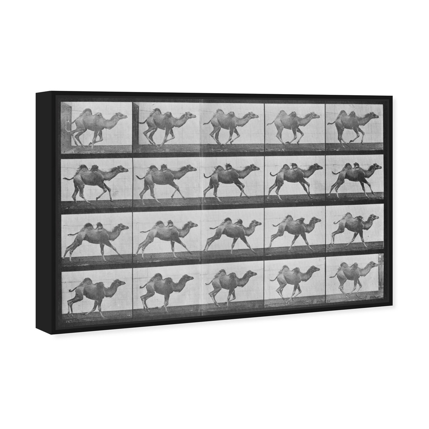 Angled view of Camels in Motion featuring animals and zoo and wild animals art.