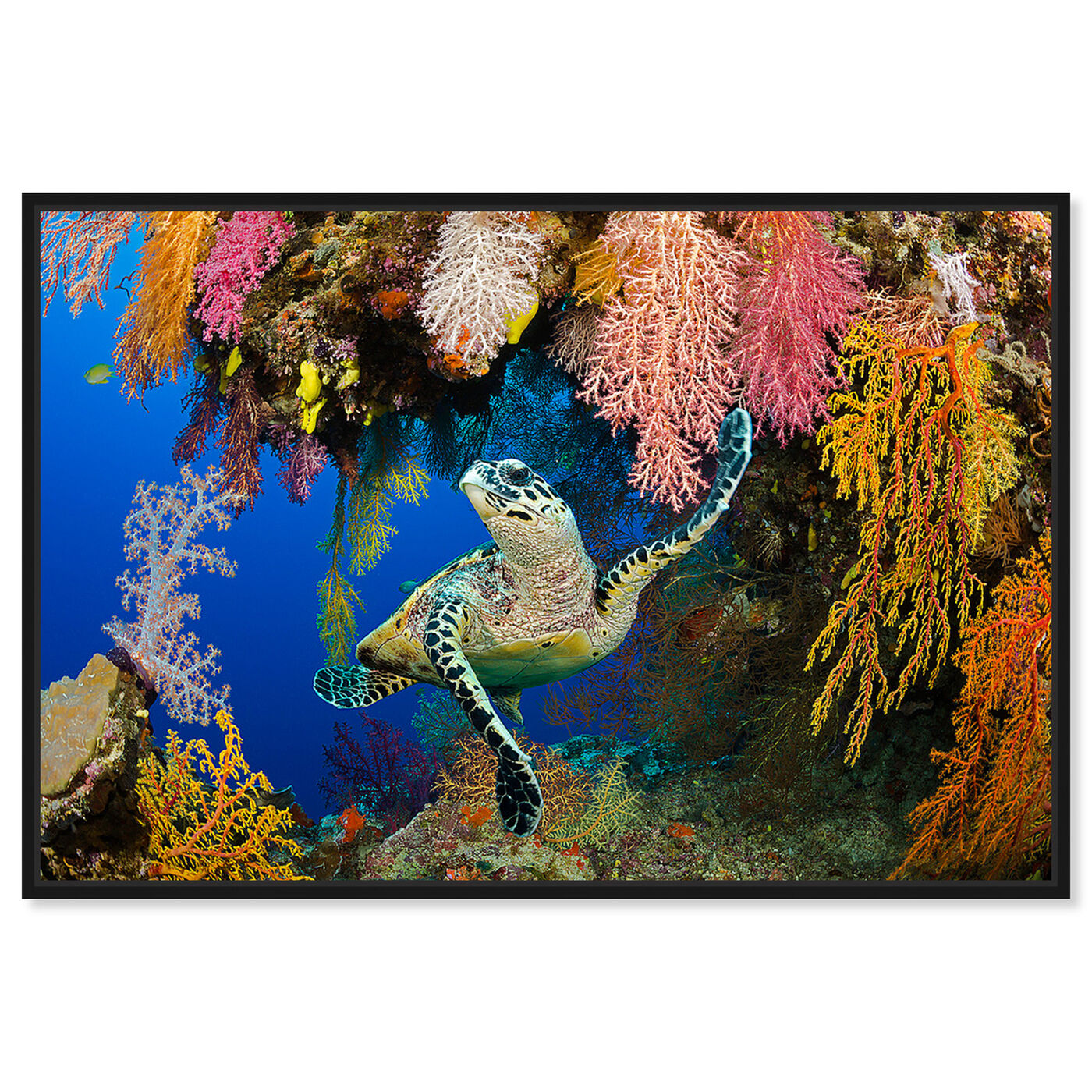 Front view of Hawksbill Turtle Fiji by David Fleetham featuring nautical and coastal and marine life art.