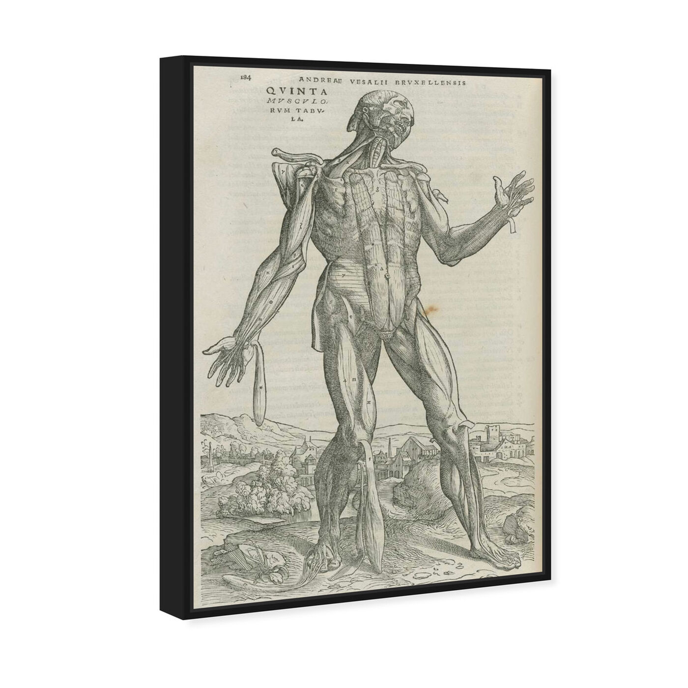 Angled view of Vesalius II - The Art Cabinet featuring classic and figurative and nudes art.