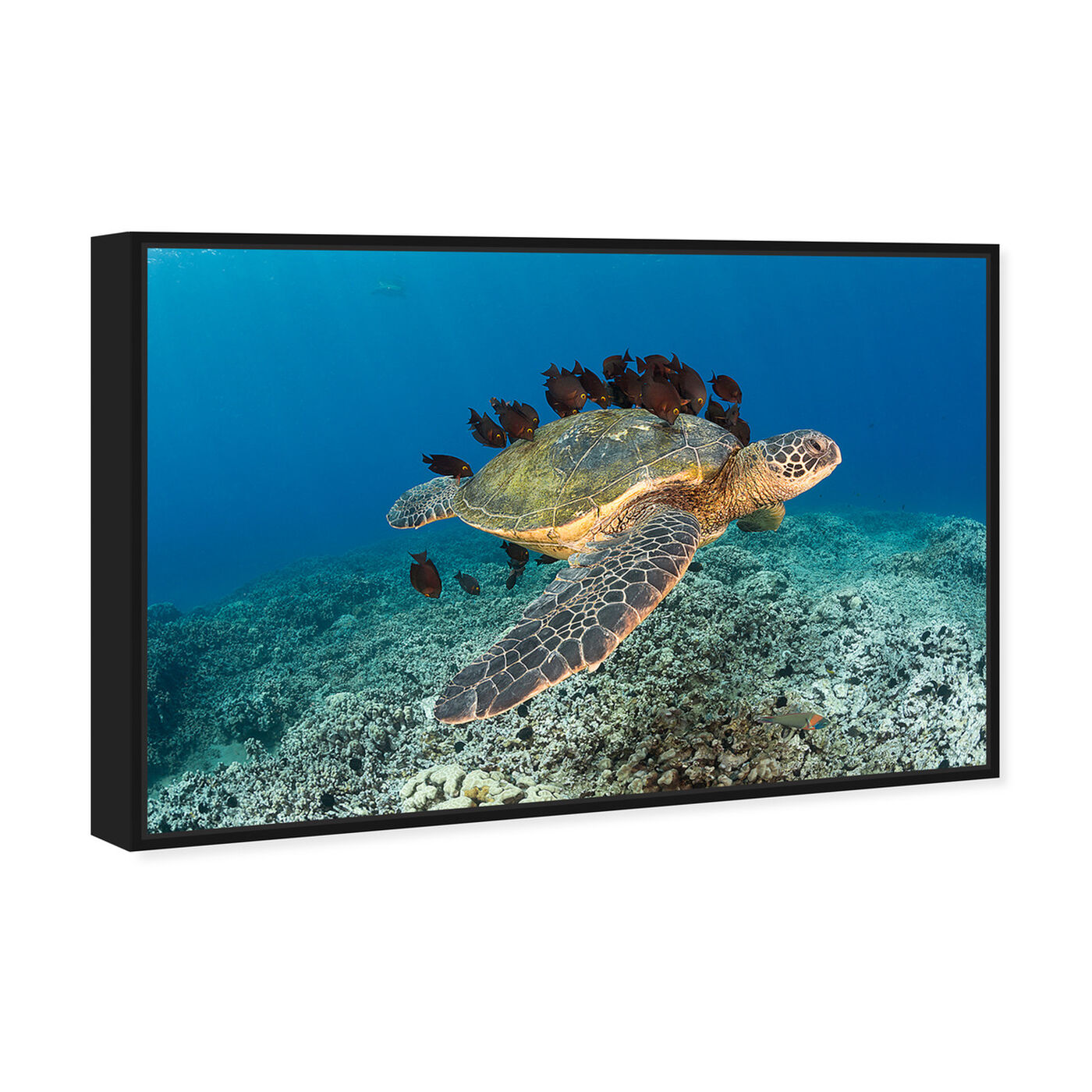 Angled view of Sea Turtle and Fish by David Fleetham featuring nautical and coastal and marine life art.
