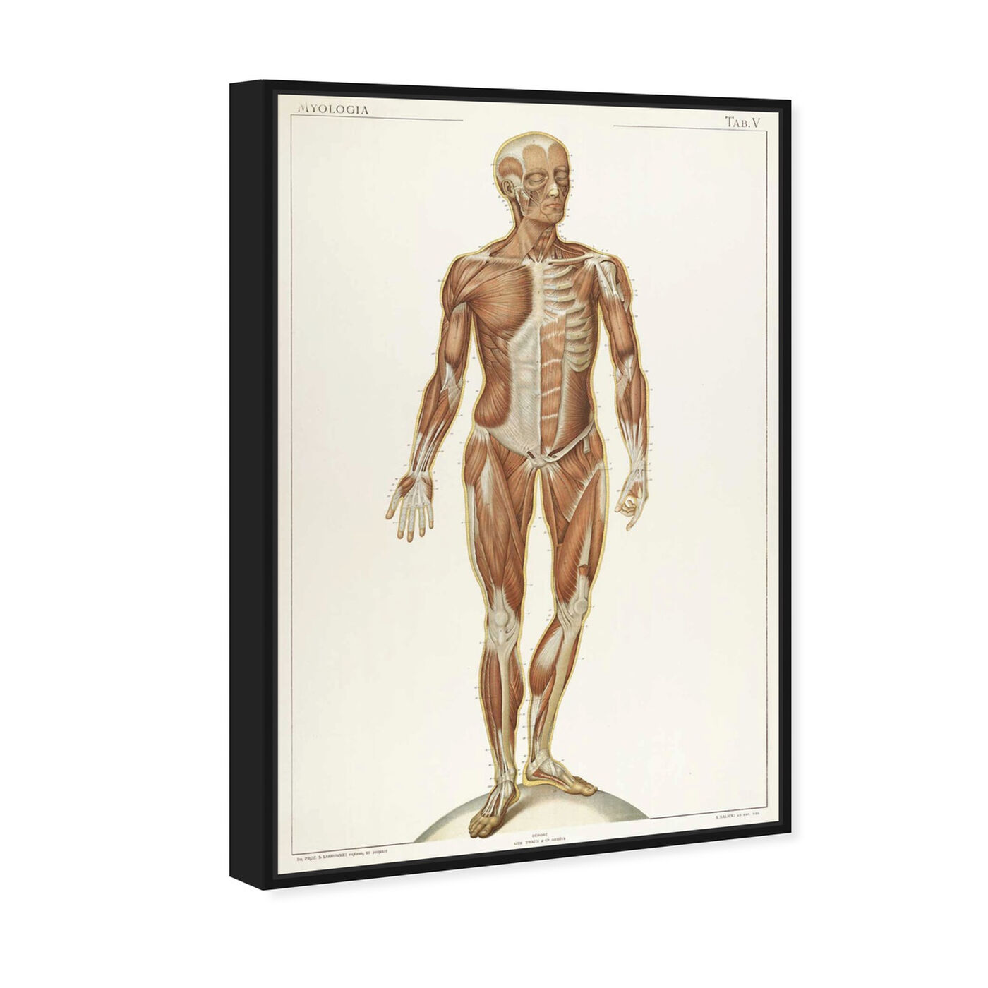Angled view of Myologia II - The Art Cabinet featuring classic and figurative and realism art.