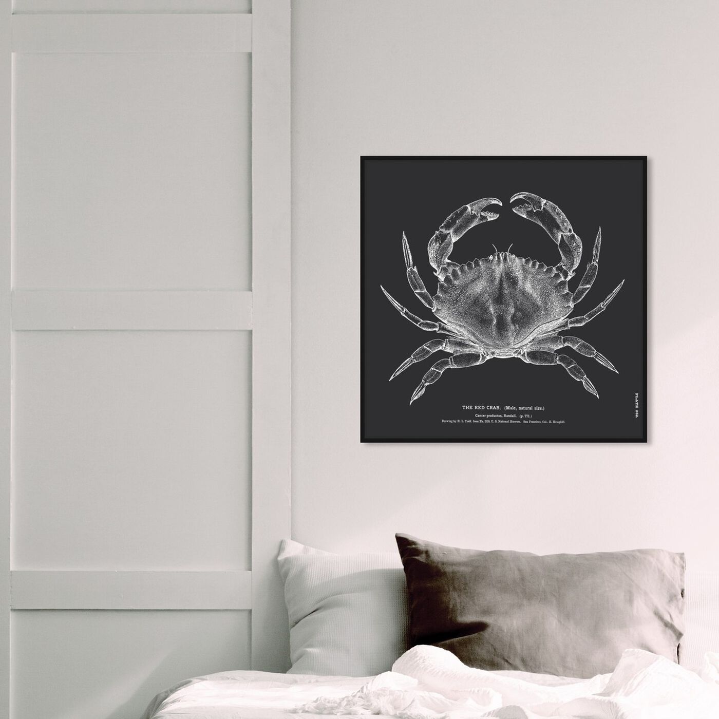Hanging view of The Red Crab I featuring nautical and coastal and marine life art.