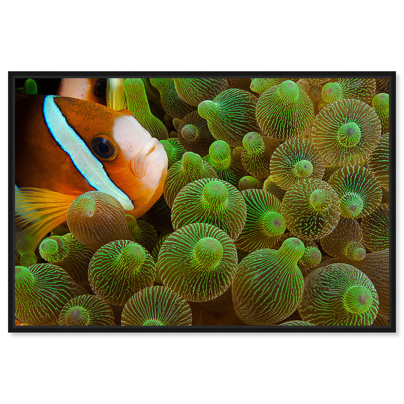 Front view of Clarks Anemonefish by David Fleetham featuring nautical and coastal and marine life art.