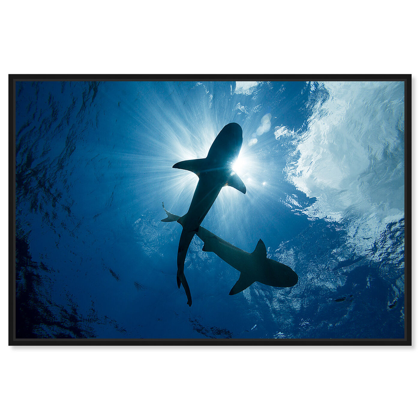 Front view of Blacktip Reef Sharks Pair by David Fleetham featuring nautical and coastal and marine life art.