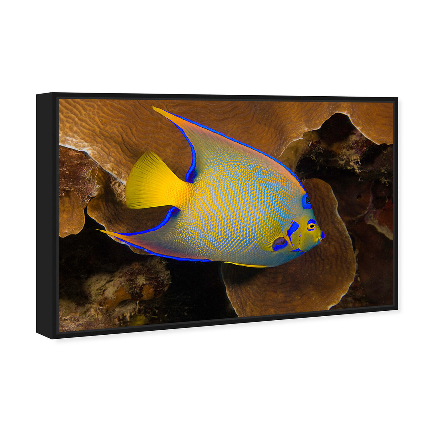 Angled view of Queen Angelfish by David Fleetham featuring animals and sea animals art.