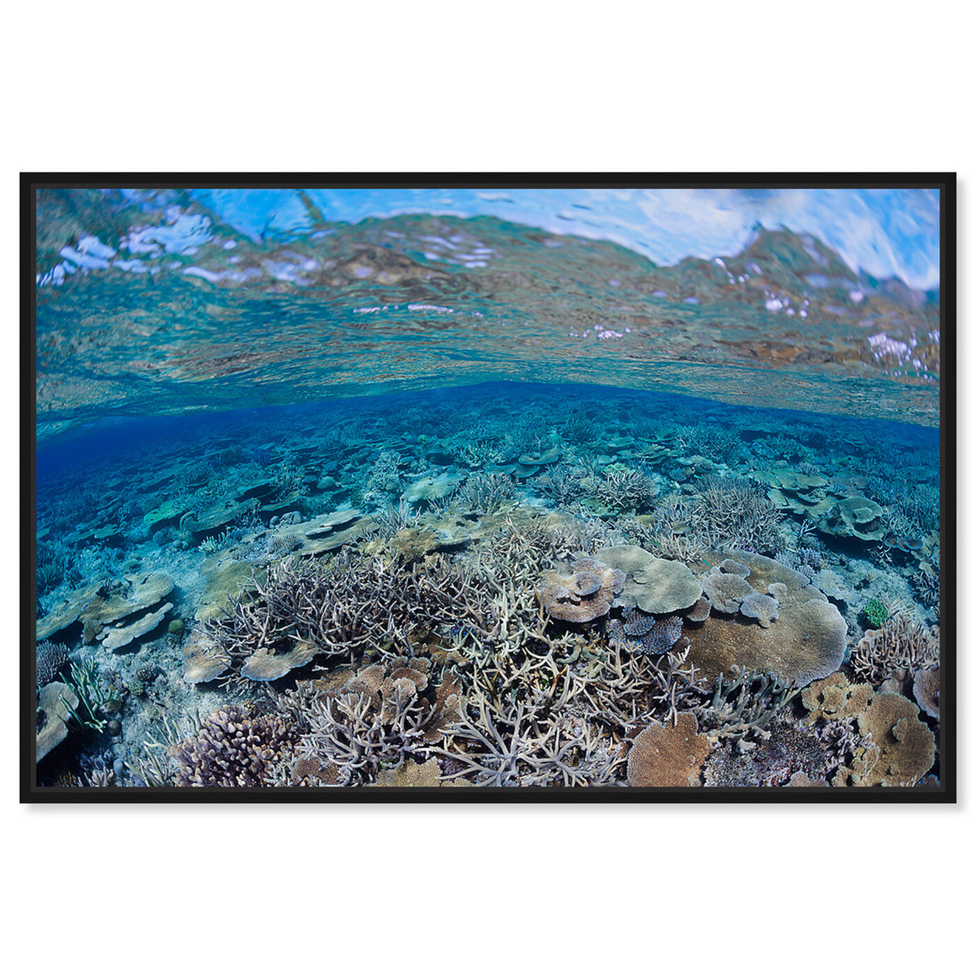 Front view of Fijian Coral Scene by David Fleetham featuring nautical and coastal and marine life art.