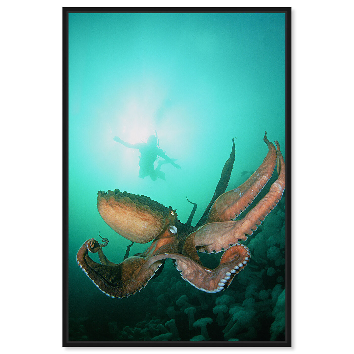 Front view of Giant Pacific Octopus by David Fleetham featuring nautical and coastal and marine life art.