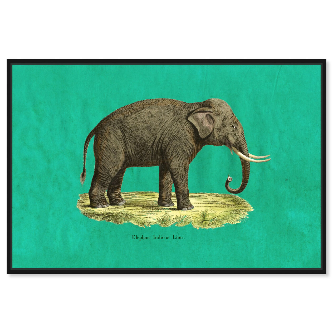 Front view of Elephant I featuring animals and zoo and wild animals art.