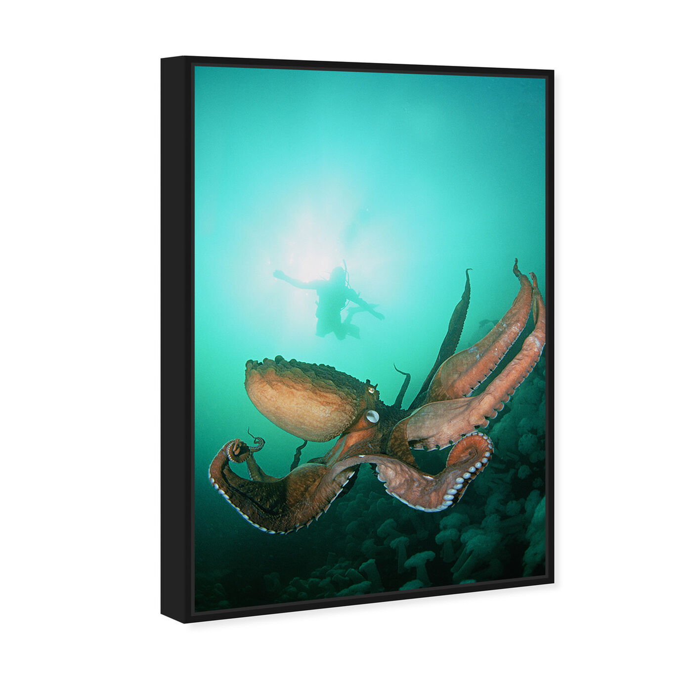 Angled view of Giant Pacific Octopus by David Fleetham featuring nautical and coastal and marine life art.