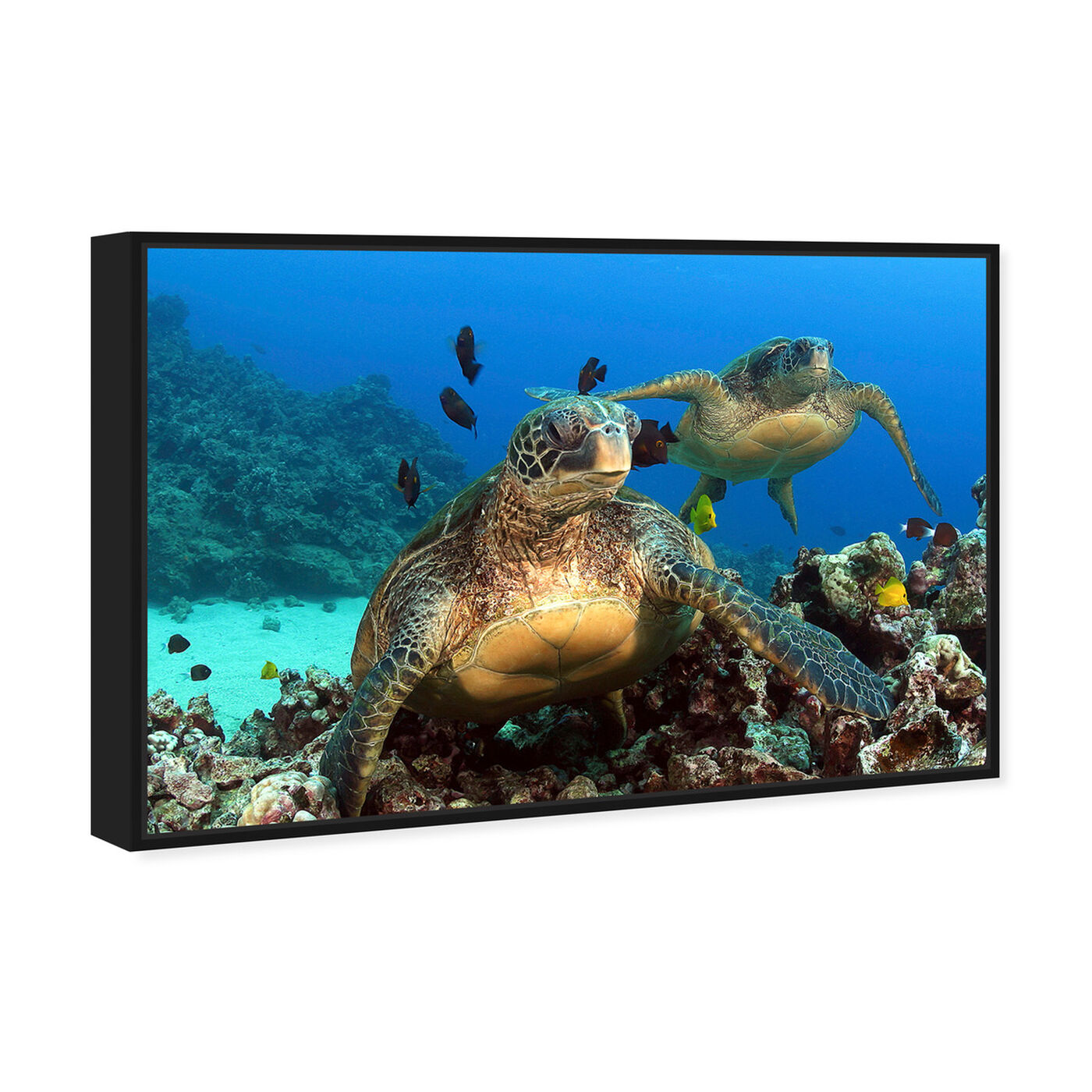 Angled view of Two Green Sea Turtle by David Fleetham featuring animals and sea animals art.