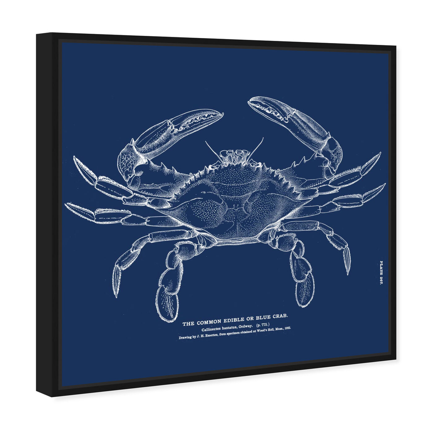 Angled view of The Common Blue Crab - Blue featuring nautical and coastal and marine life art.