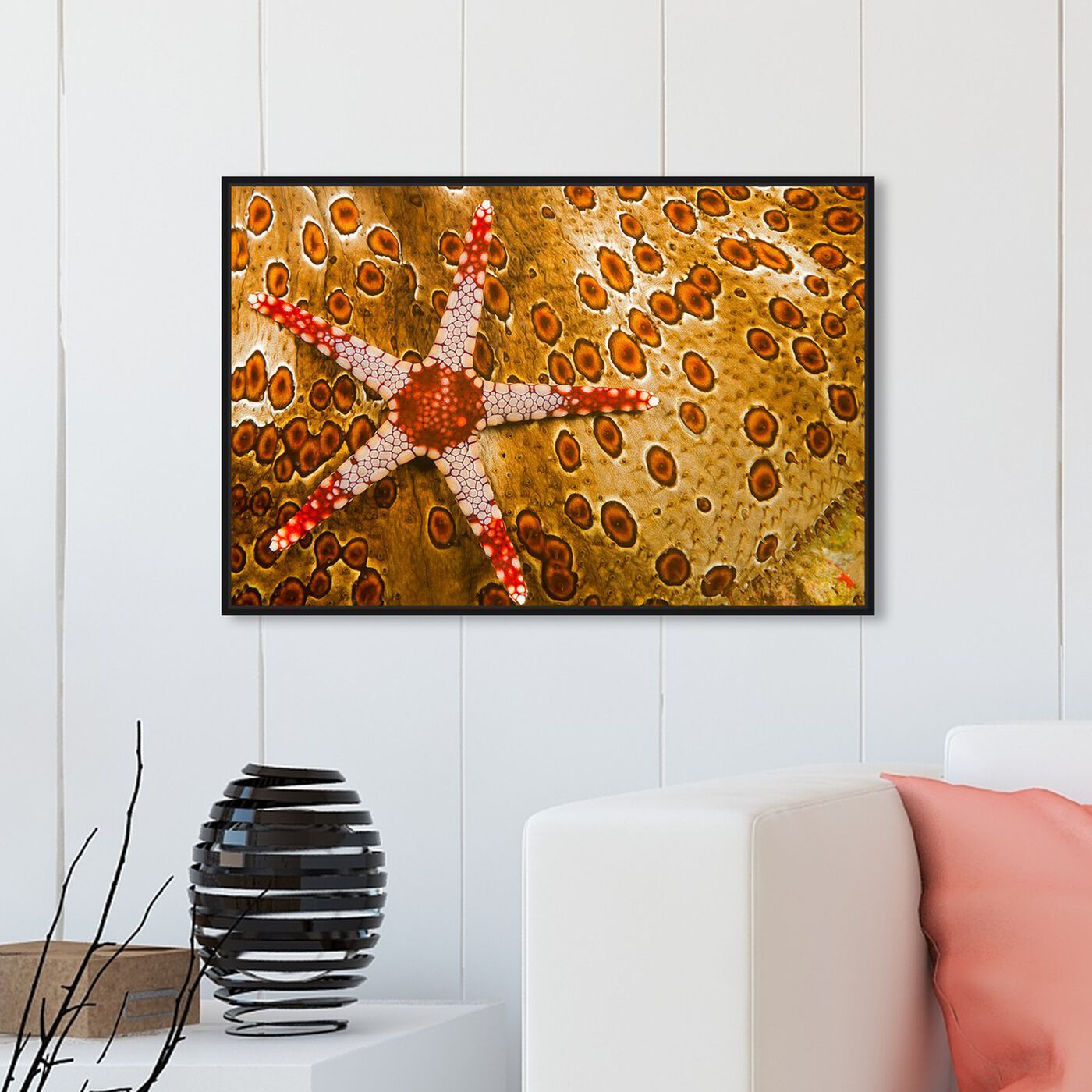 Hanging view of Sea Star on Sea Cucumber by David Fleetham featuring nautical and coastal and marine life art.
