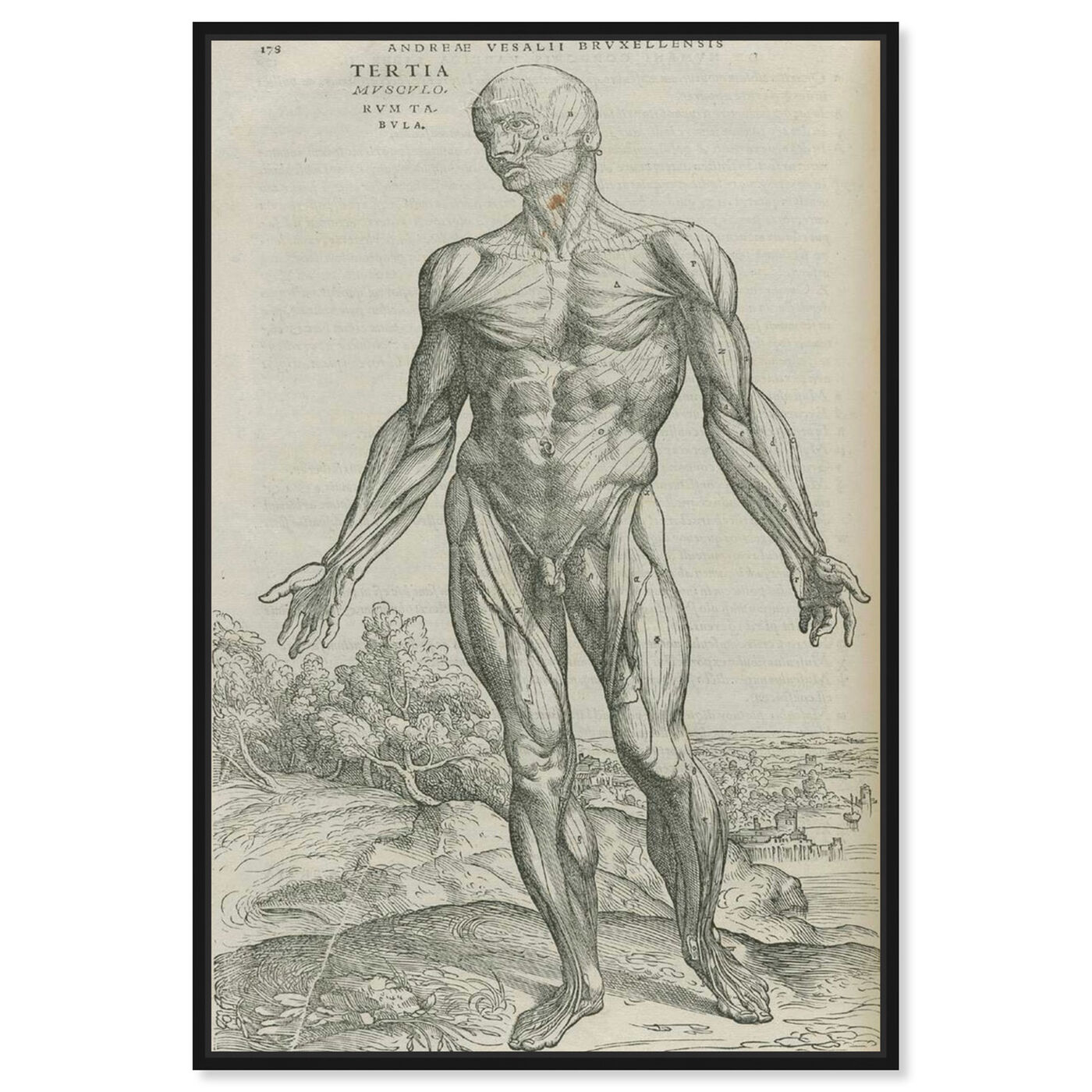 Front view of Vesalius IV - The Art Cabinet featuring classic and figurative and nudes art.
