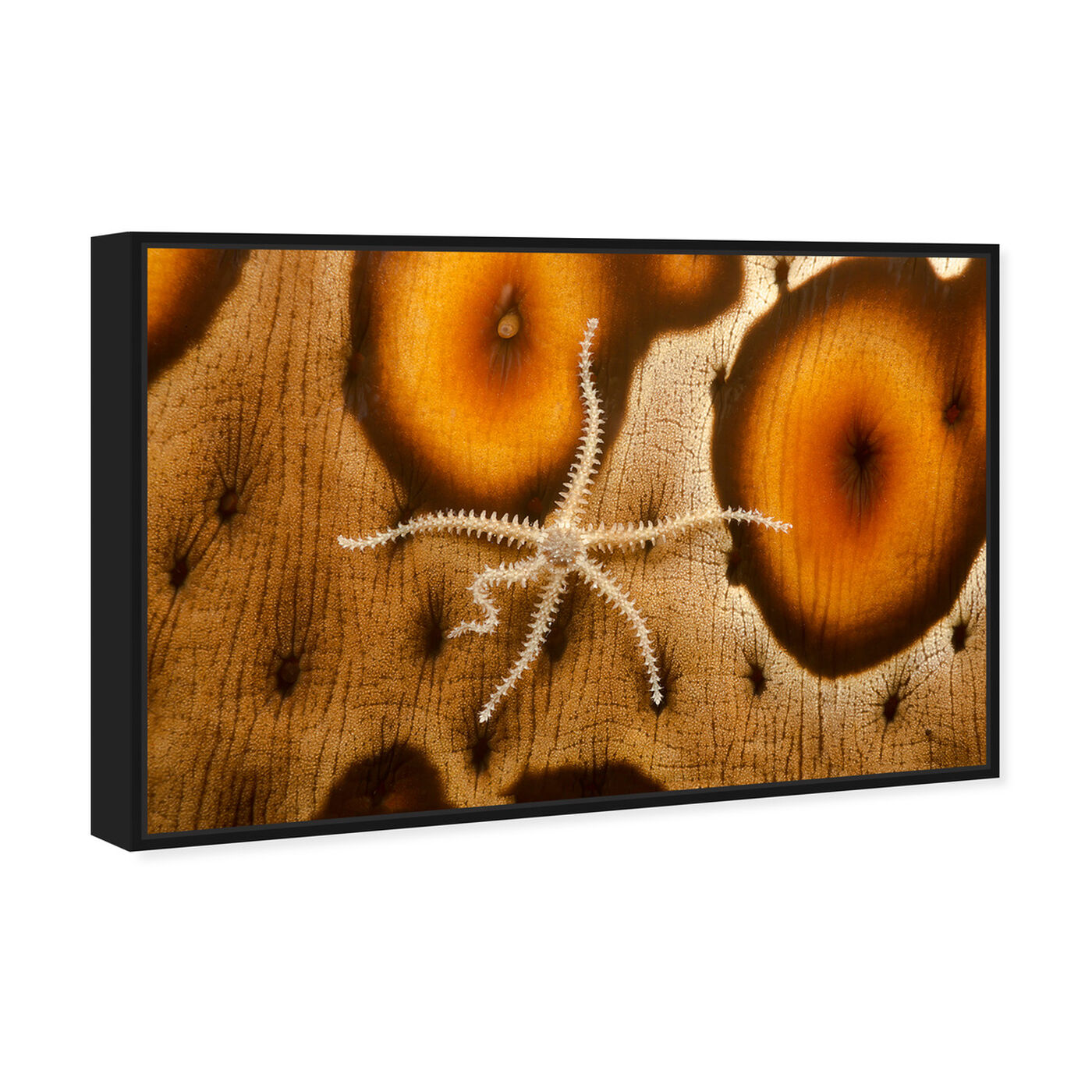 Angled view of Brittle Starfish by David Fleetham featuring nautical and coastal and marine life art.