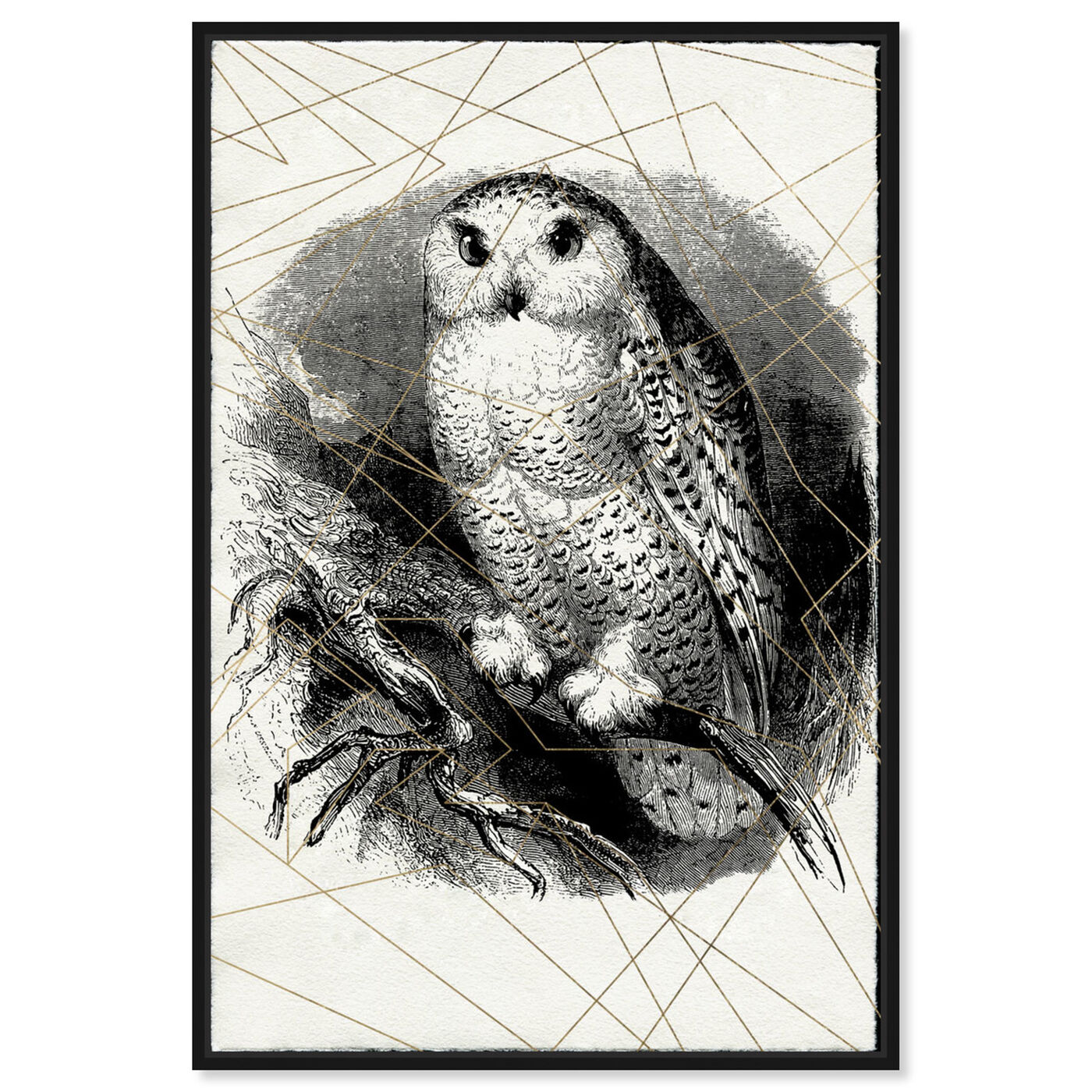 Front view of Owl Print featuring animals and birds art.