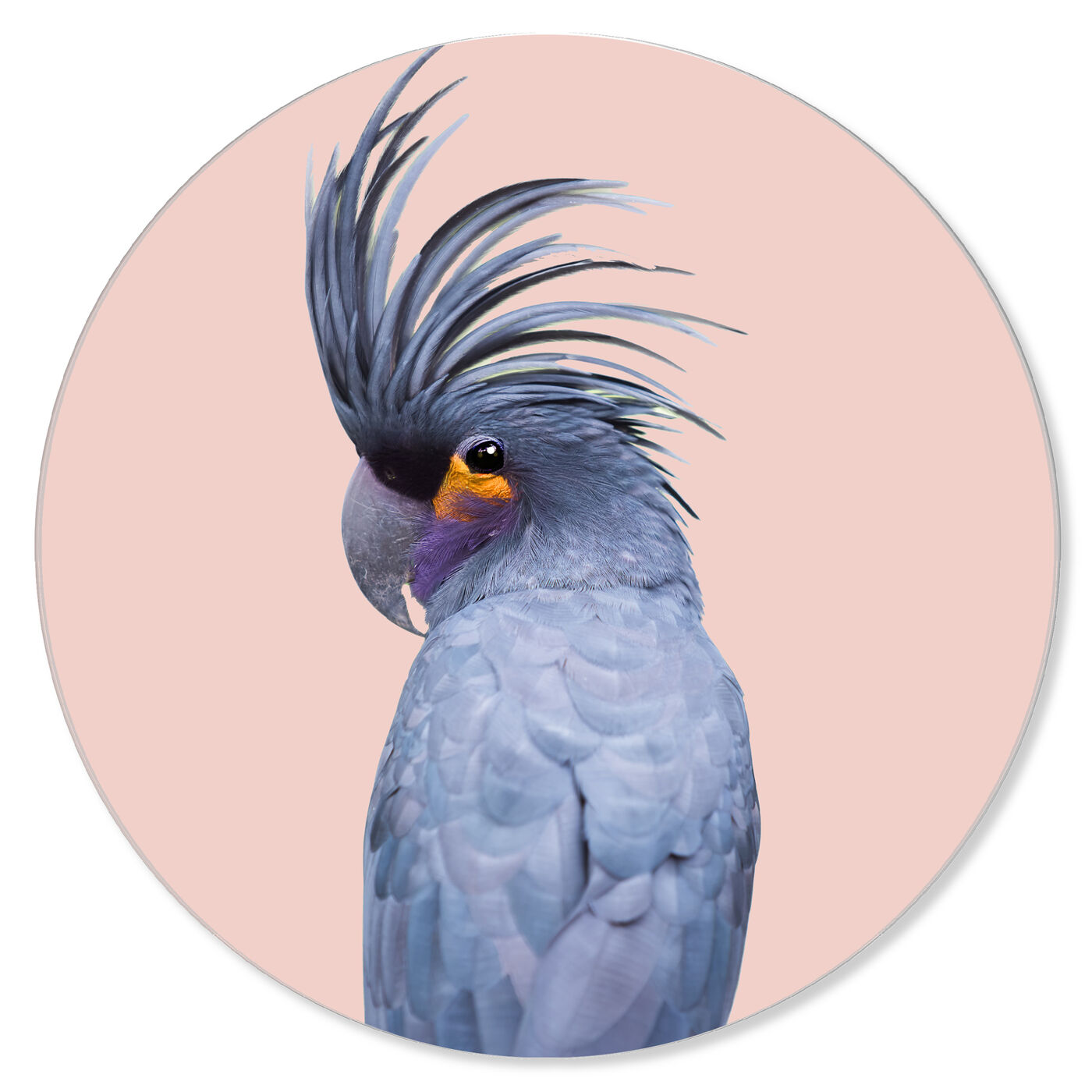 Blue Exotic Cackatoo Round - Acrylic panel