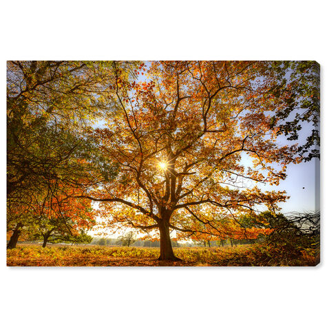 Curro Cardenal - Autumn Wisdom tree