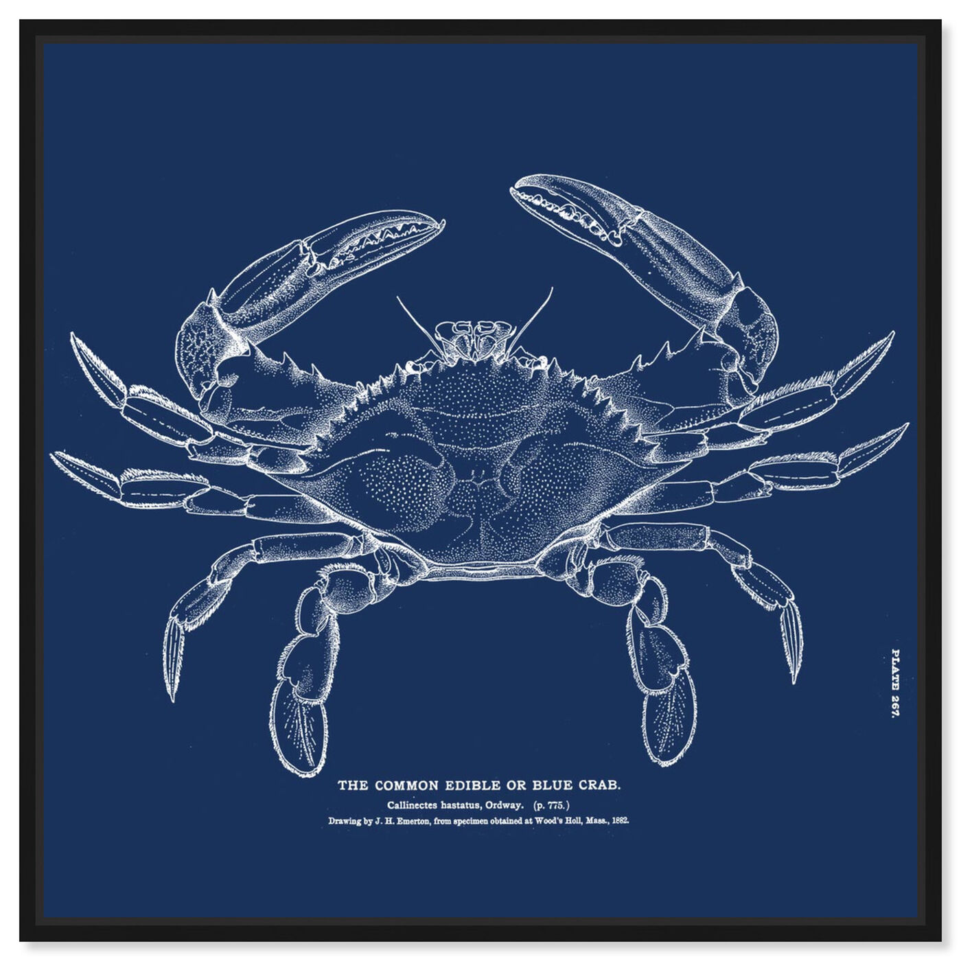 Front view of The Common Blue Crab - Blue featuring nautical and coastal and marine life art.