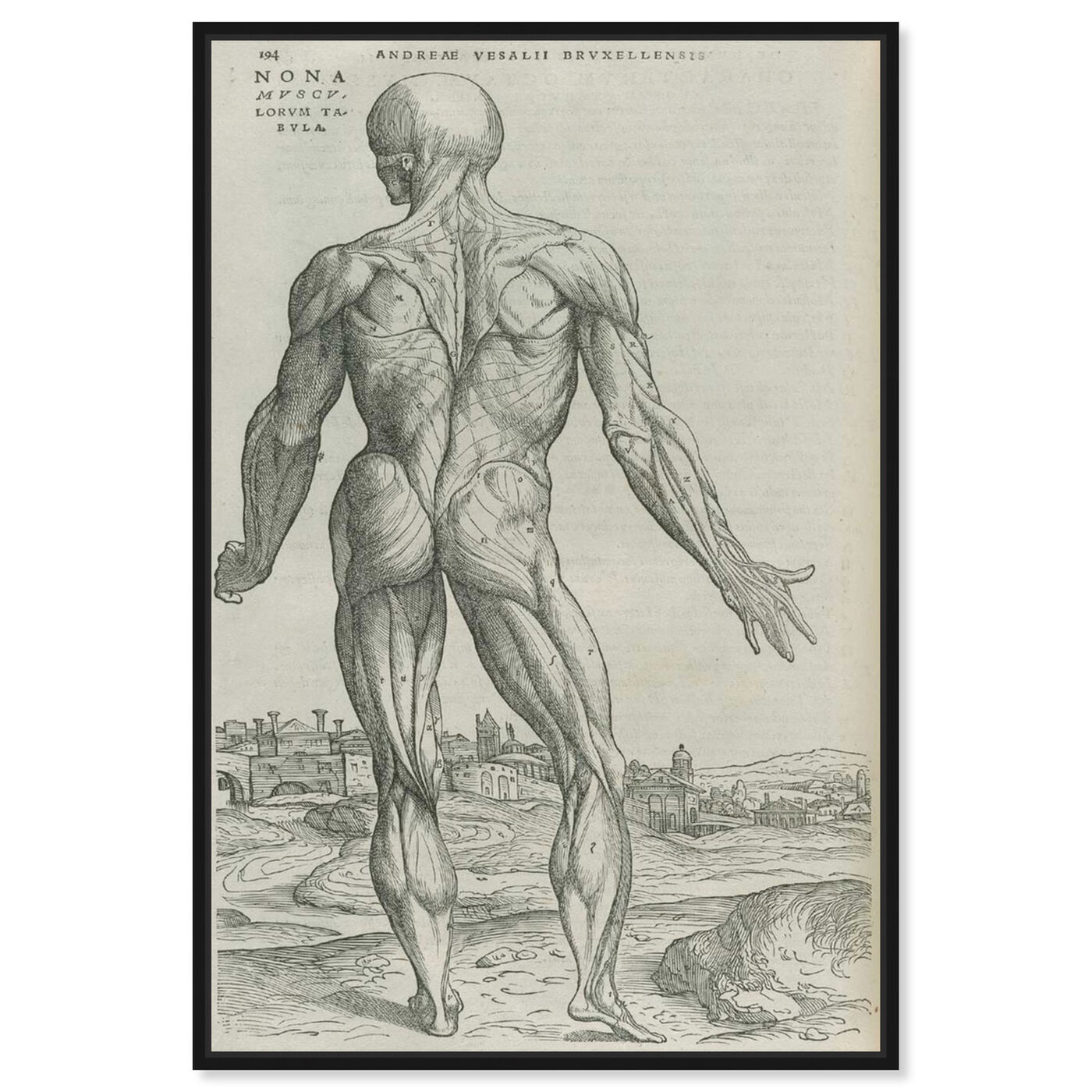 Front view of Vesalius - The Art Cabinet featuring people and portraits and nudes art.