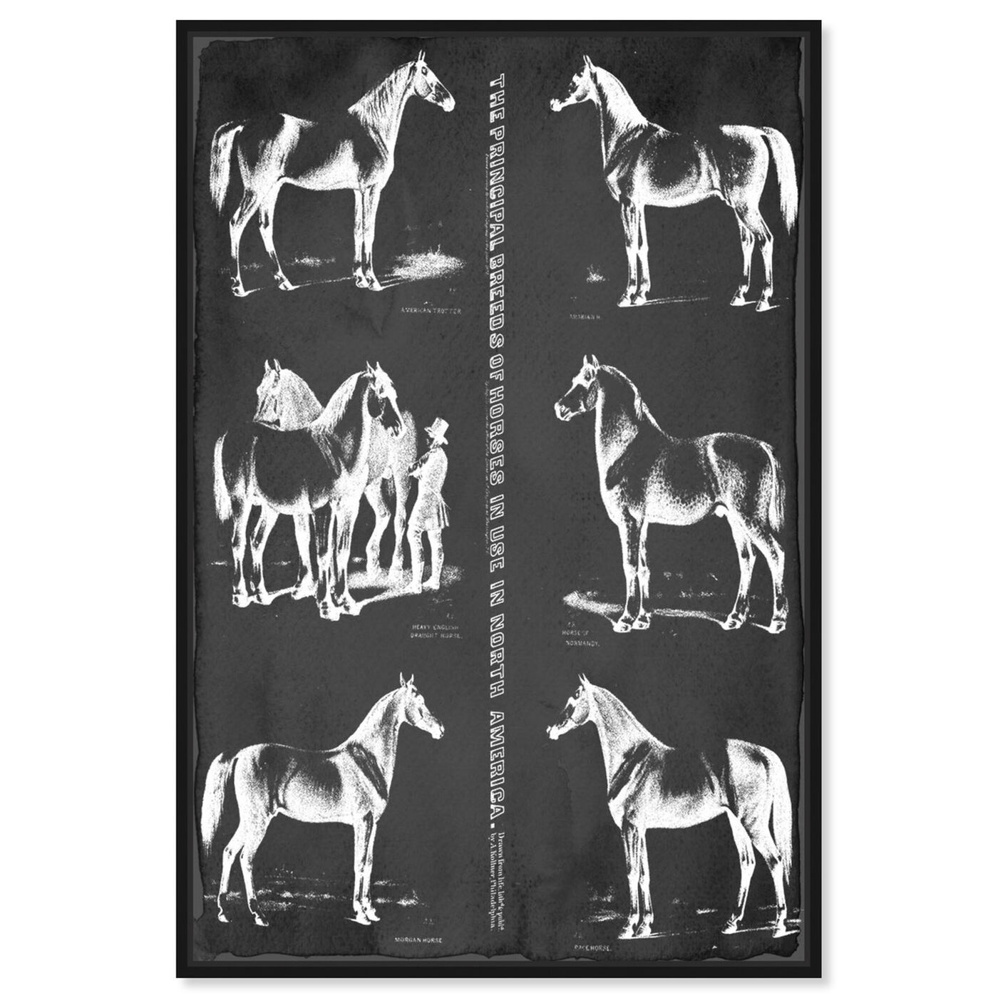 Front view of Principal Horse Breeds featuring animals and farm animals art.