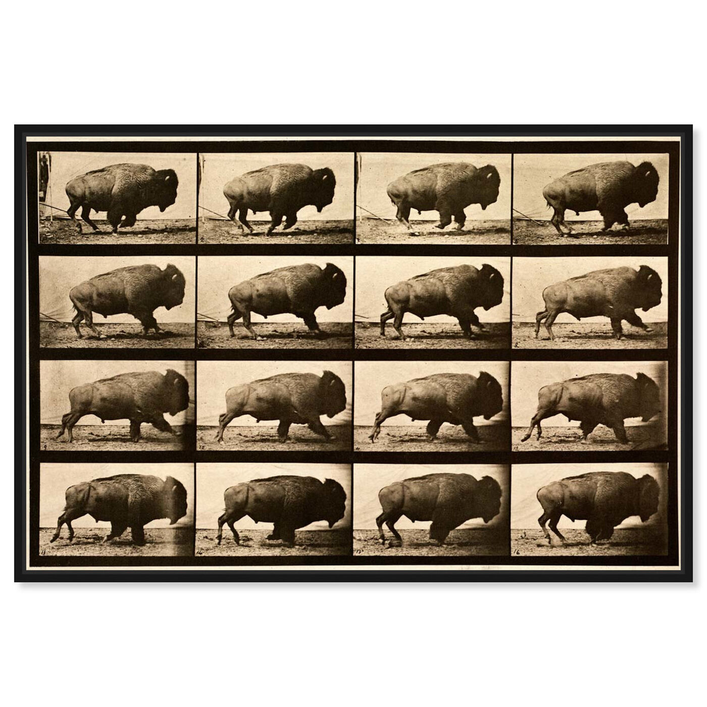 Front view of Buffalo In Motion featuring animals and zoo and wild animals art.