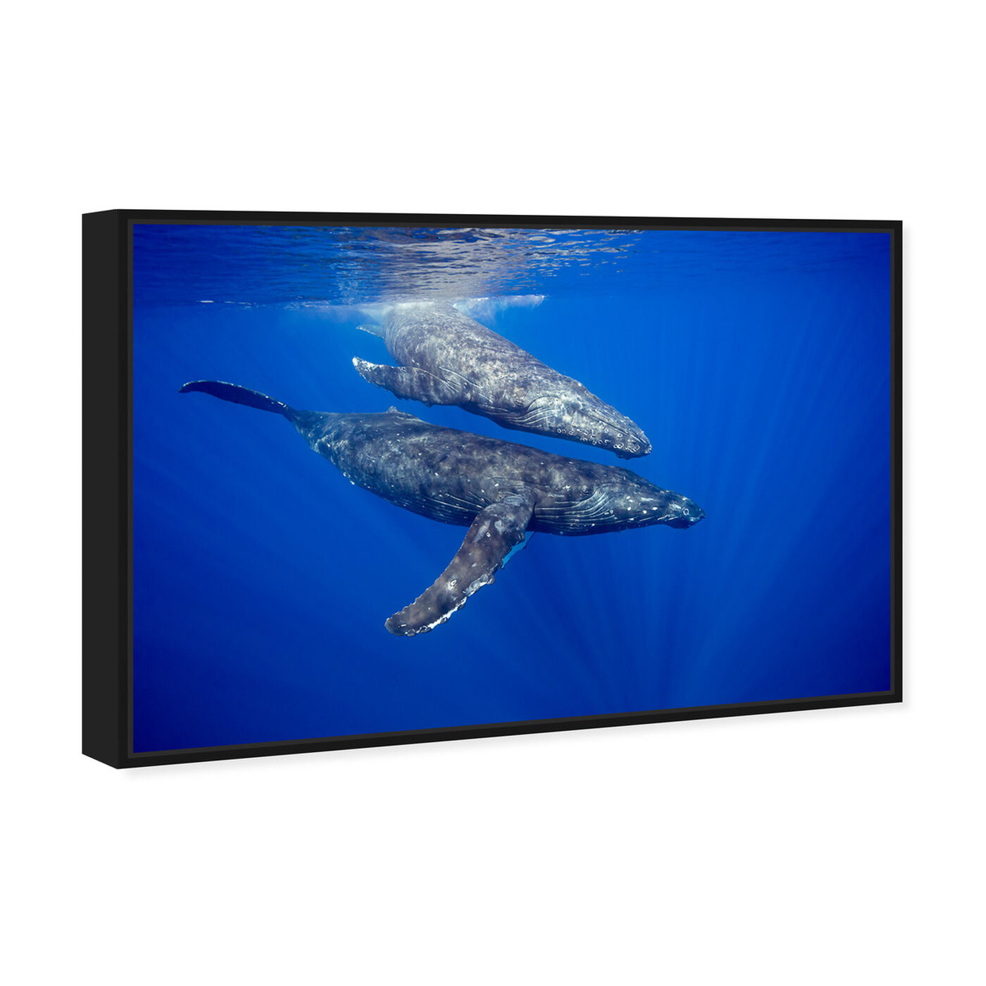 Angled view of Humpback Whale Pair by David Fleetham featuring nautical and coastal and marine life art.