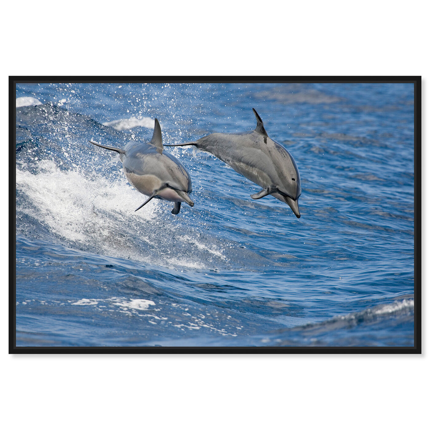 Front view of Spinner Dolphins Hawaii by David Fleetham featuring nautical and coastal and marine life art.