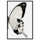 Front view of Monochrome Butterfly I featuring animals and insects art. image number null