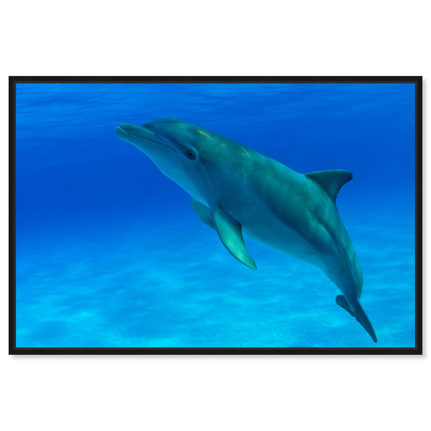 Front view of Bottlenose Dolphin Bahamas by David Fleetham featuring nautical and coastal and marine life art.