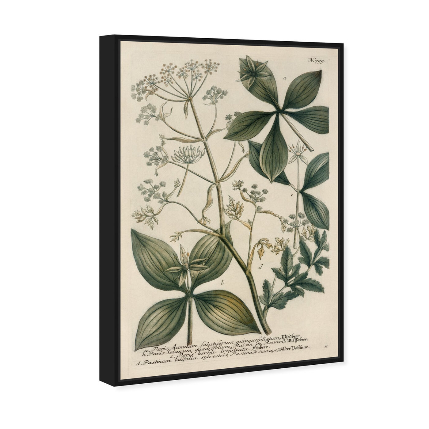 Angled view of Herbs featuring floral and botanical and botanicals art.