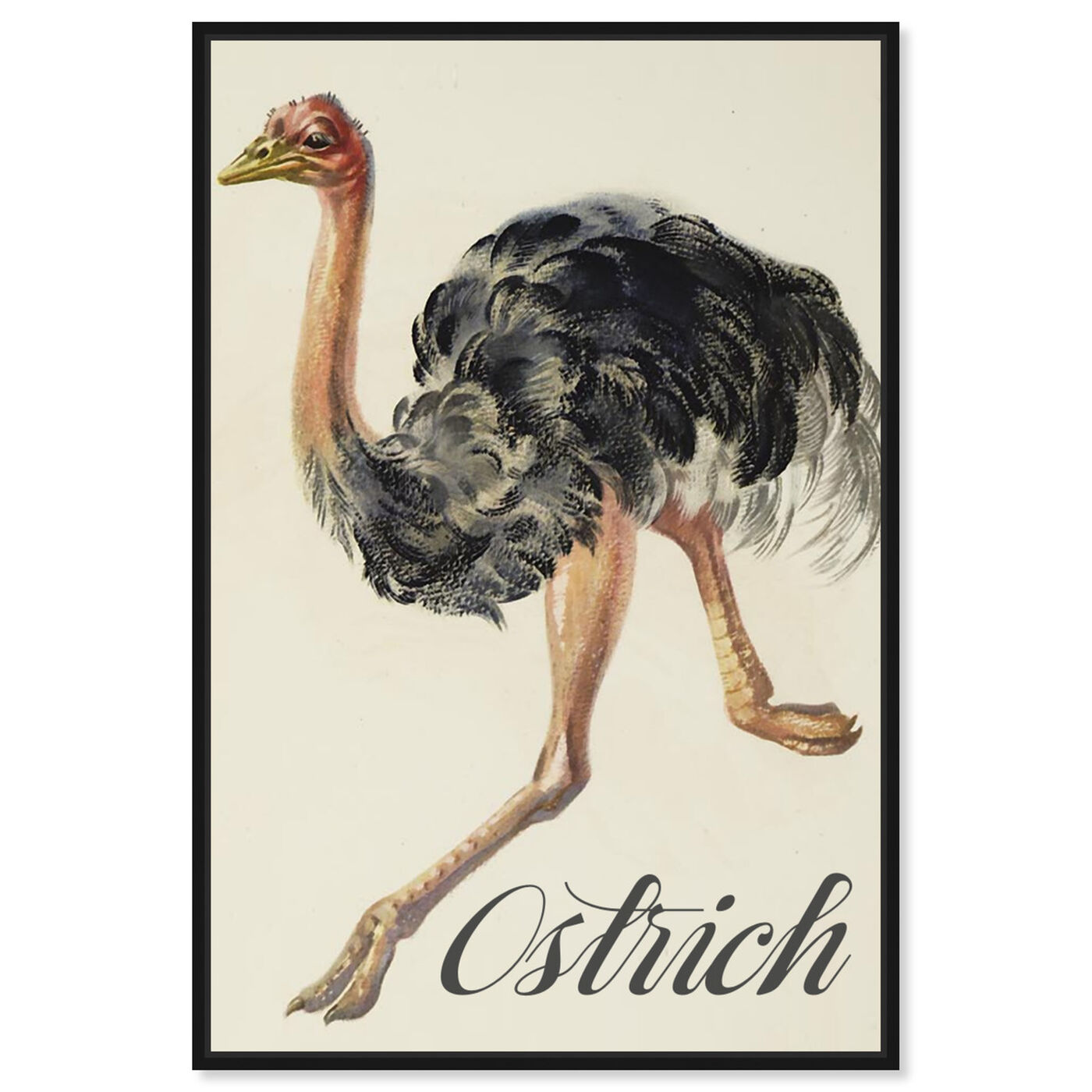 Front view of Ostrich featuring animals and birds art.