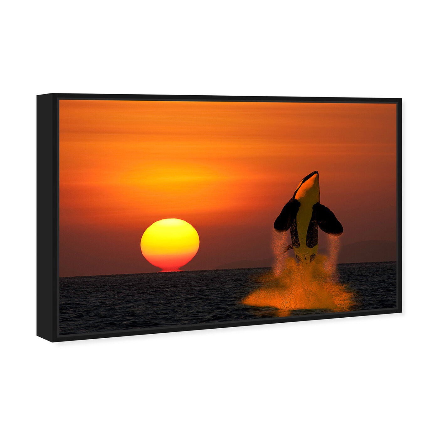 Angled view of Breaching Orca by David Fleetham featuring nature and landscape and coastal landscapes art.