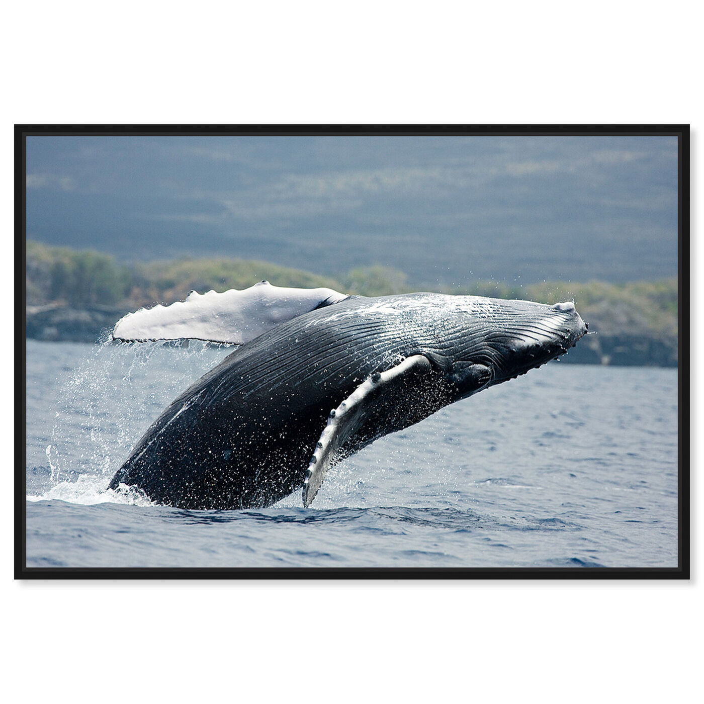 Front view of Humpback Whale by David Fleetham featuring animals and sea animals art.