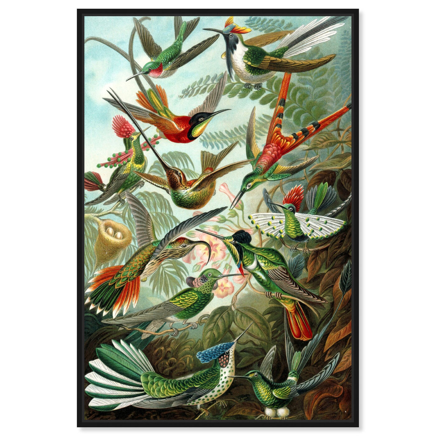 Front view of Haeckel - Bird Study featuring animals and birds art.