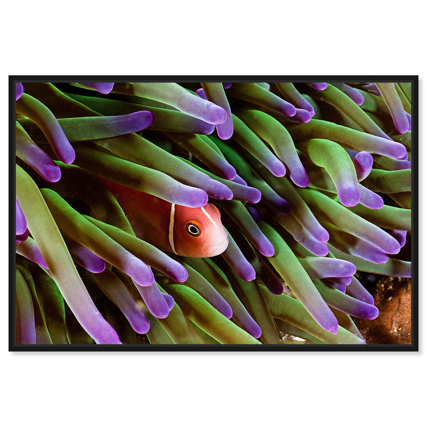 Front view of Anemone Fish Purple by David Fleetham featuring nautical and coastal and marine life art.