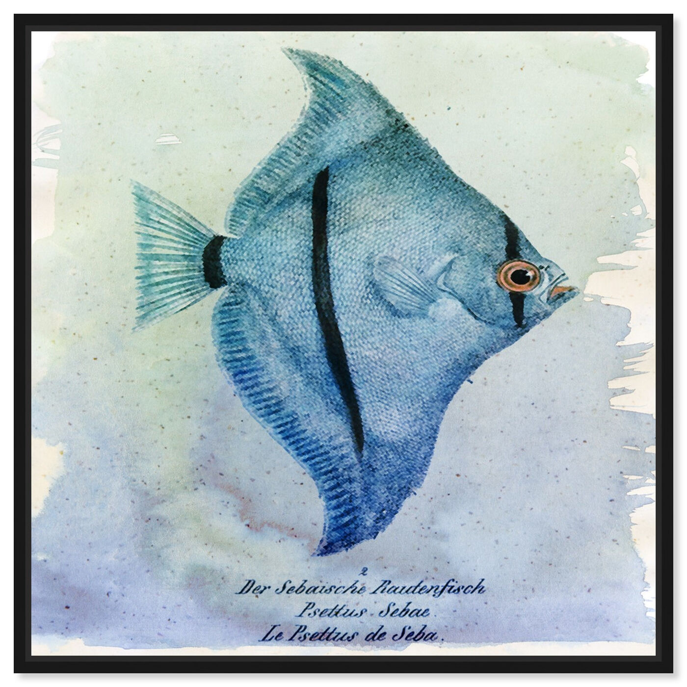 Front view of Seba Fish featuring nautical and coastal and marine life art.