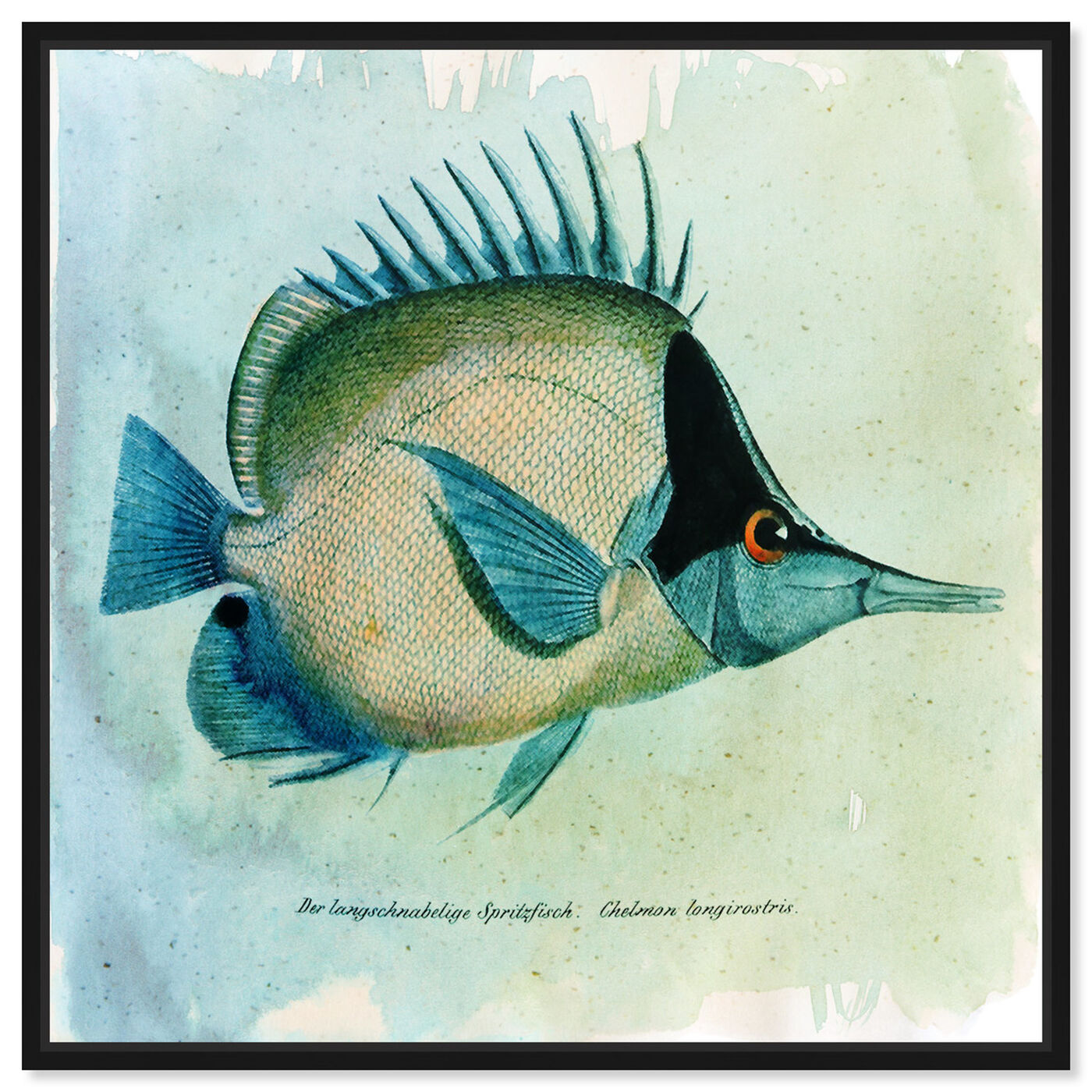 Front view of Butterfly Fish featuring animals and sea animals art.