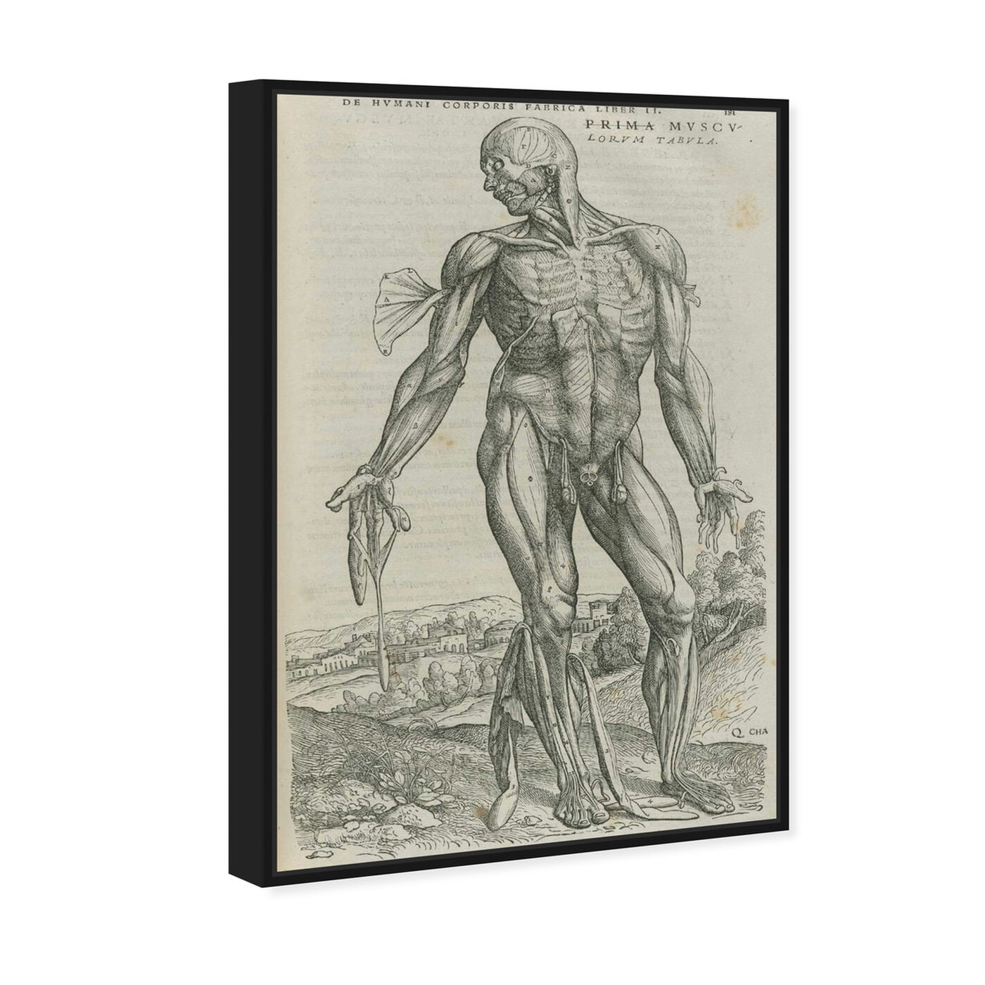 Angled view of Vesalius III - The Art Cabinet featuring classic and figurative and classical figures art.