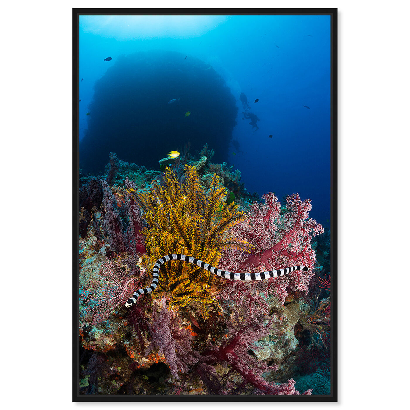 Front view of Sea Krait by David Fleetham featuring nautical and coastal and marine life art.