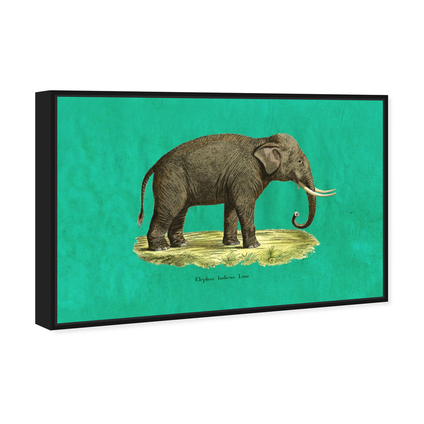 Angled view of Elephant I featuring animals and zoo and wild animals art.