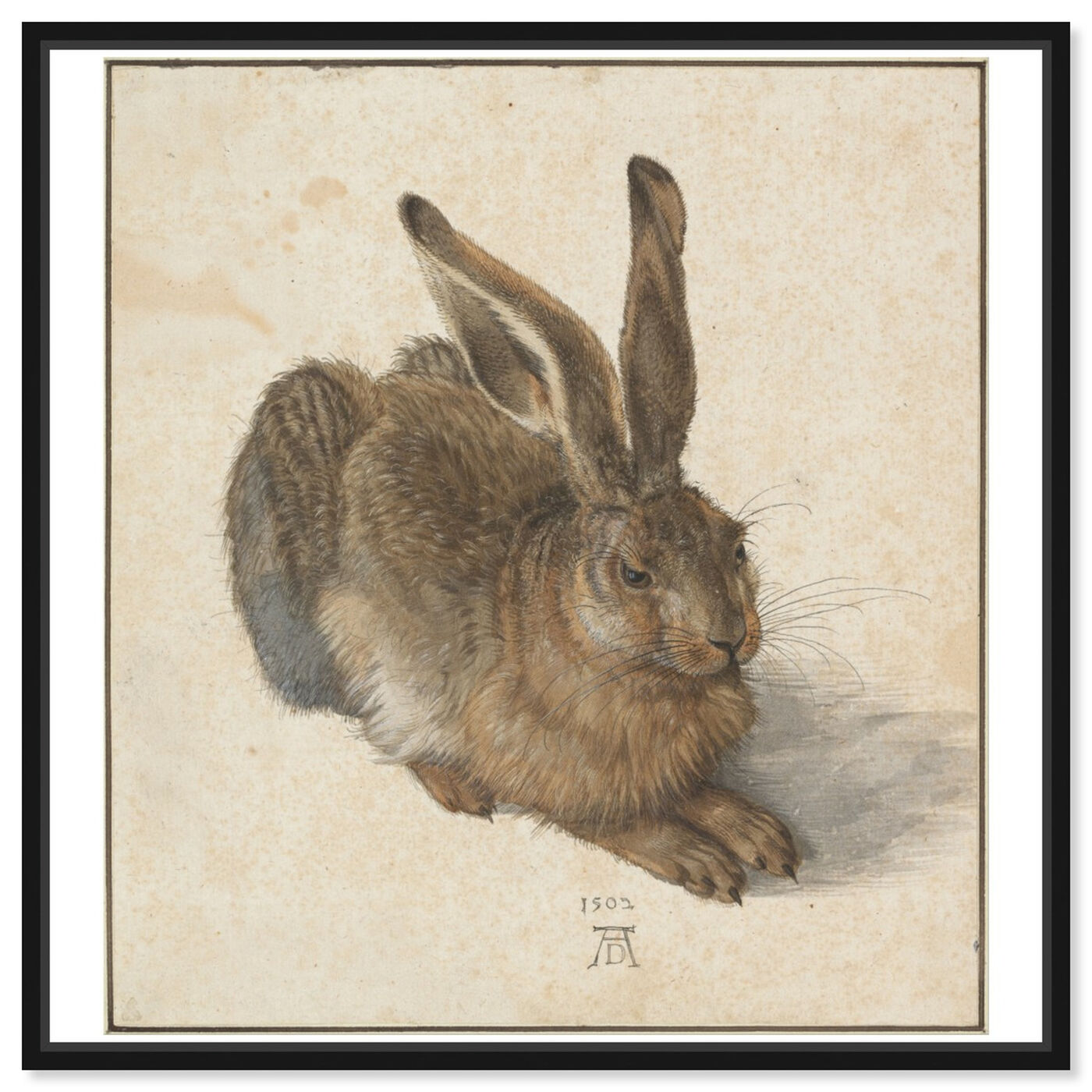 Front view of Durer - Hare featuring animals and farm animals art.