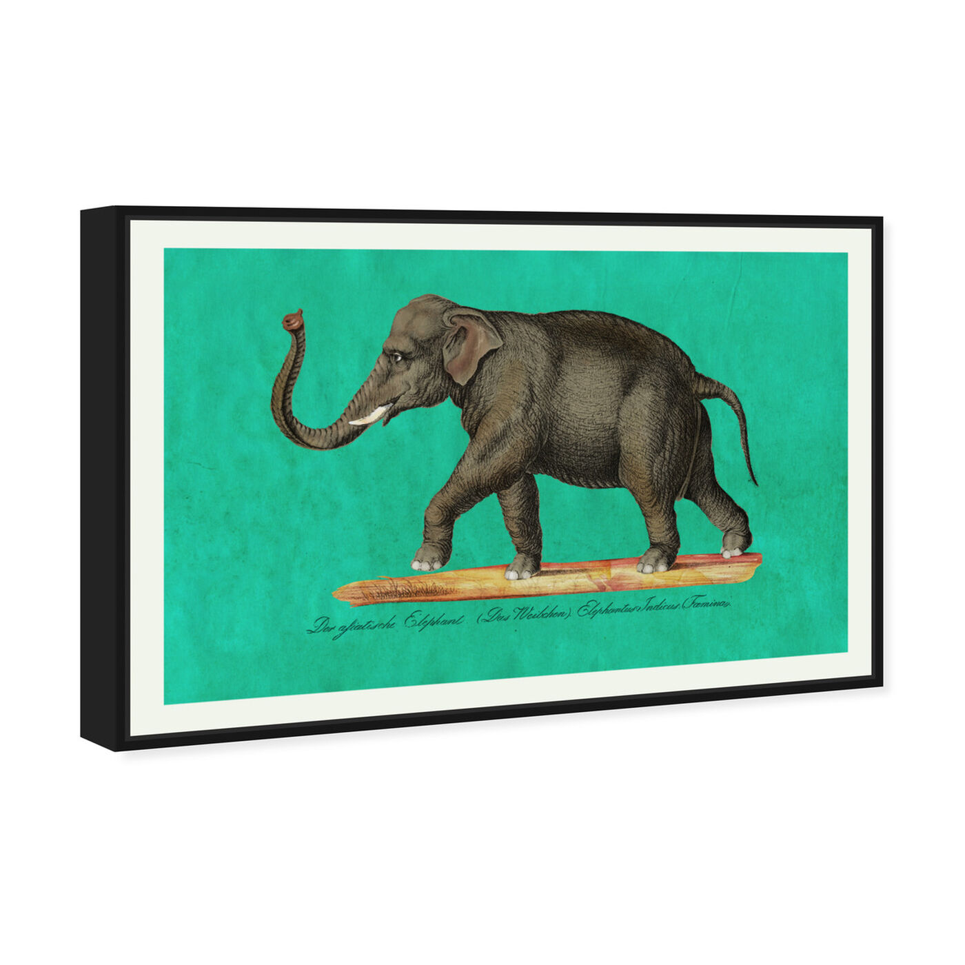 Angled view of Elephant II featuring animals and zoo and wild animals art.