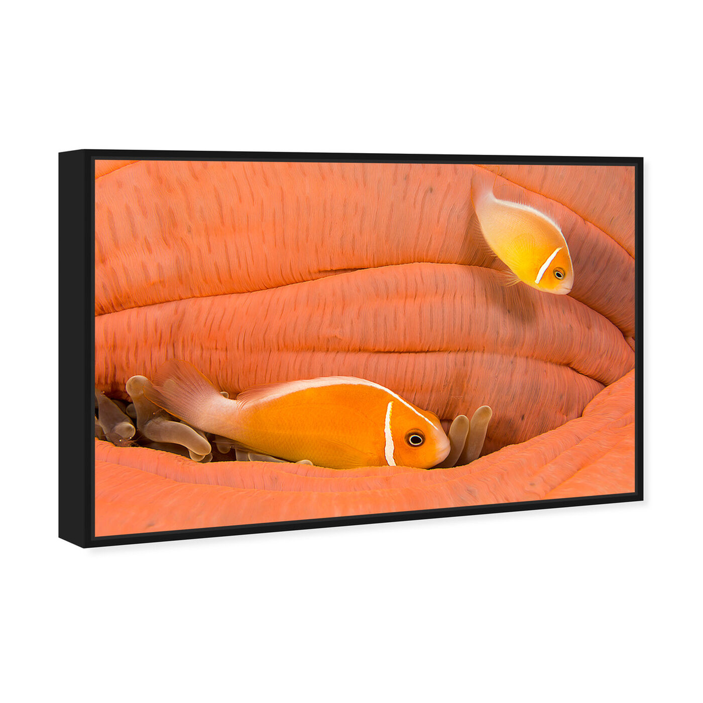 Angled view of Peach Anemonefish by David Fleetham featuring nautical and coastal and marine life art.