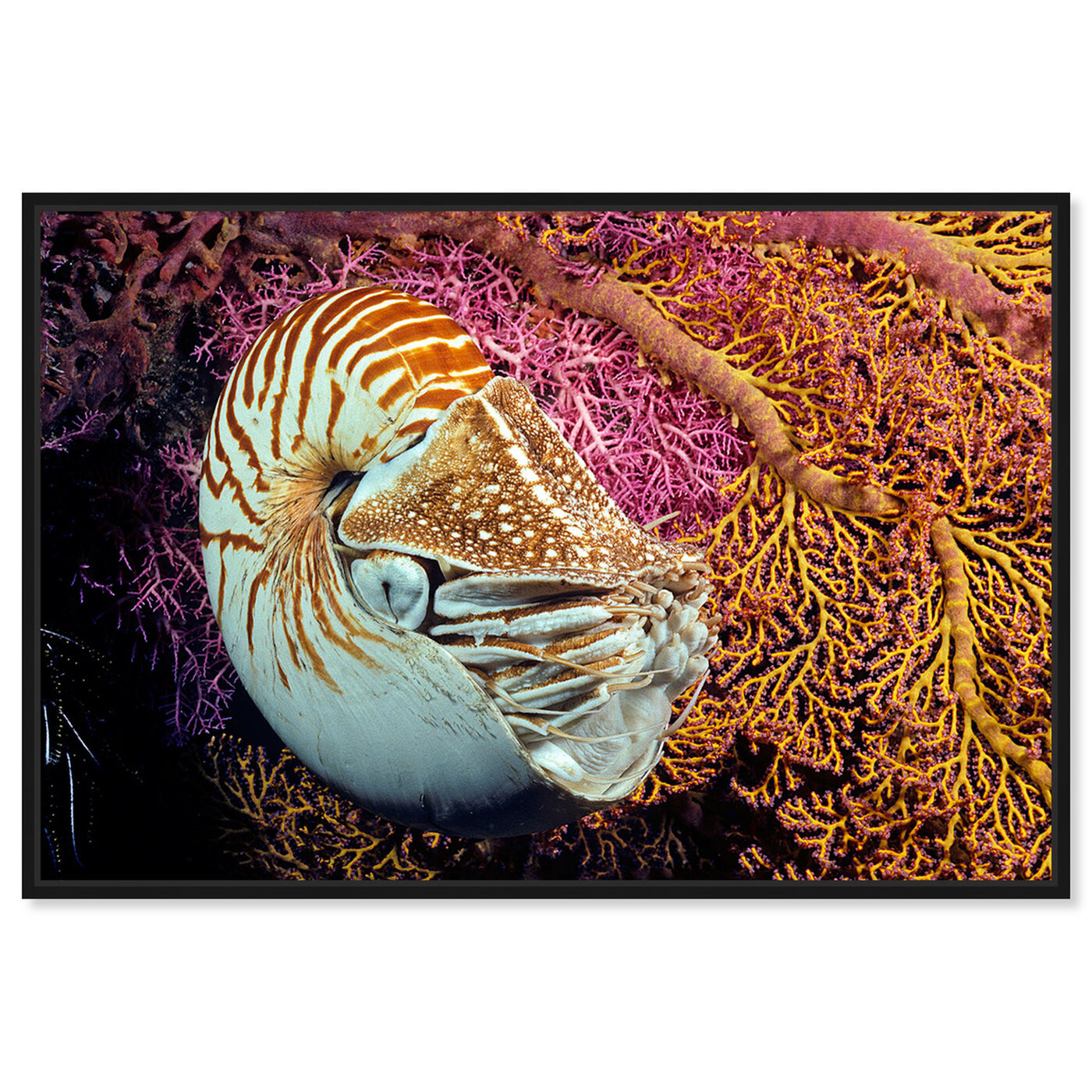 Front view of Chambered Nautilus by David Fleetham featuring nautical and coastal and marine life art.