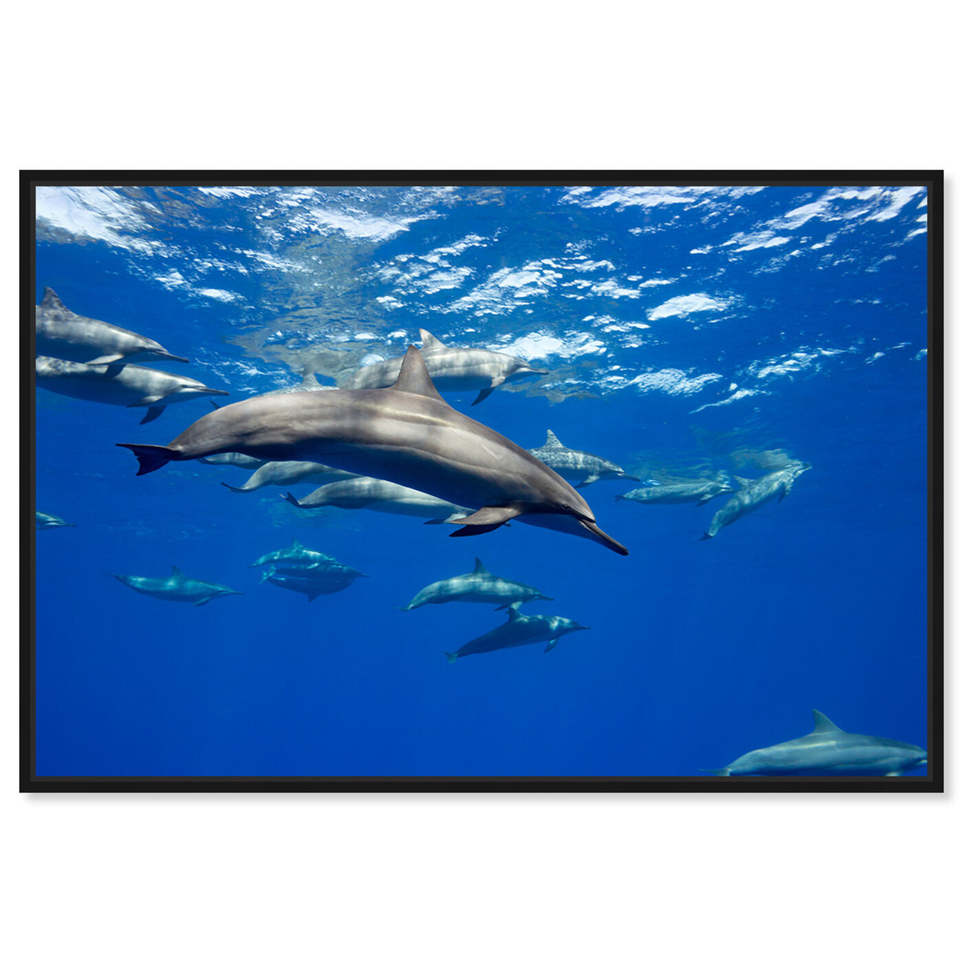 Front view of Large Group of Spinner Dolphins by David Fleetham featuring nautical and coastal and marine life art.